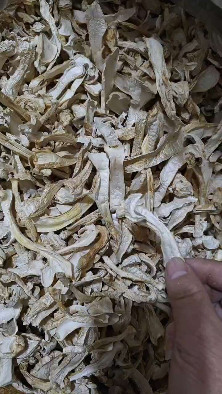 球盖菇  赤松茸  雪山松茸 食用菌干货产地直销批发