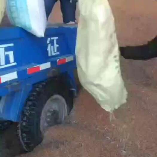 岚县红高粱