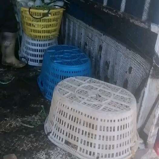 福州白萝卜