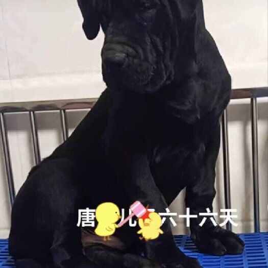 郓城县中华纯黑狼犬，骨架大 宽嘴吧，成年可长150斤