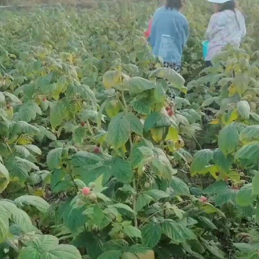 白山双季大果红树莓苗 黄树莓苗 灯笼果苗蓝靛果苗黑加仑苗当年结果