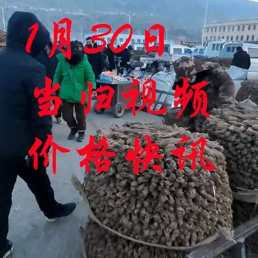 岷县当归行情