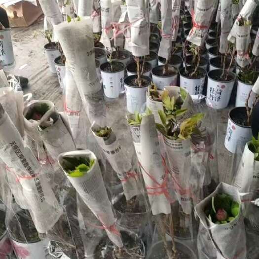 菏泽袖珍小牡丹