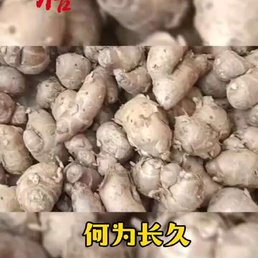 化州市广东沙姜优选可批发一件代发