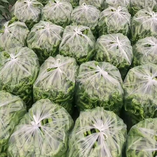 宁都县精品螺丝椒