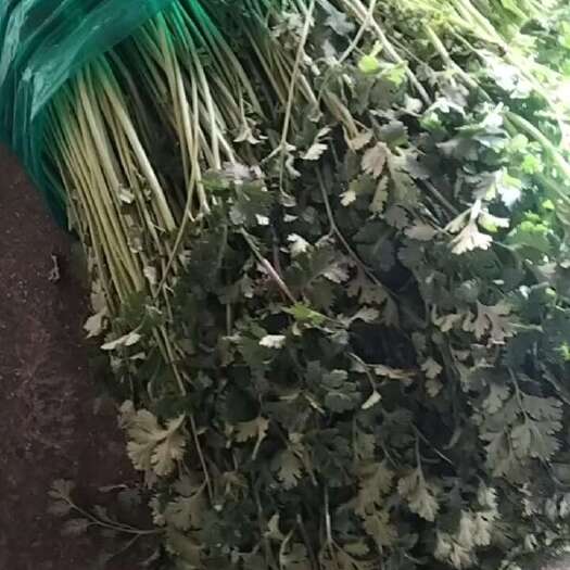 济南出售香菜