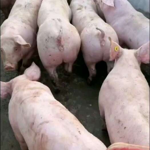 连云港本场常年出售原种新美系长白母猪，英系大白母猪。二元母猪，种猪