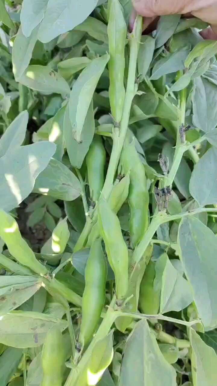 云南老品种蚕豆