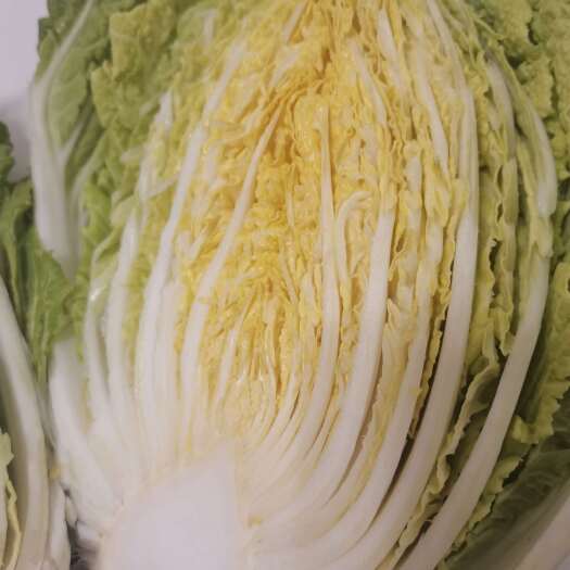 秀山100多亩白菜开园了