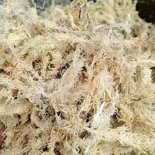 九龙县水苔小花