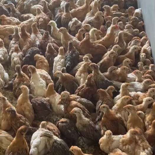 衡阳蛋鸡苗 土鸡脱温鸡苗  绿壳鸡脱温苗疫苗已做好