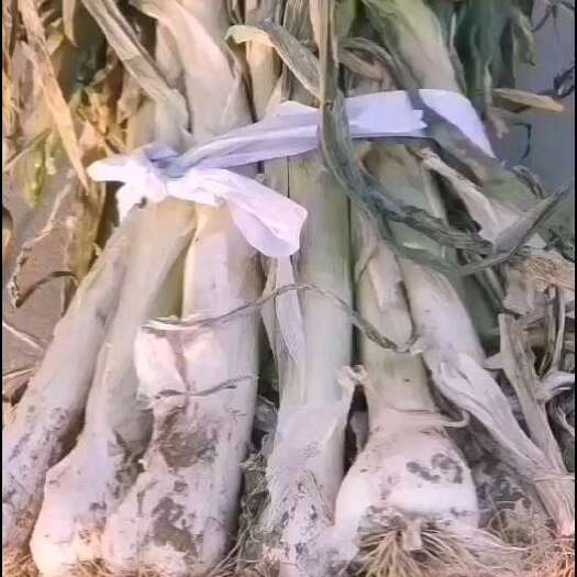 无极县现有鸡腿大葱一万多斤，有要的老板请联系我，质量耿耿的，