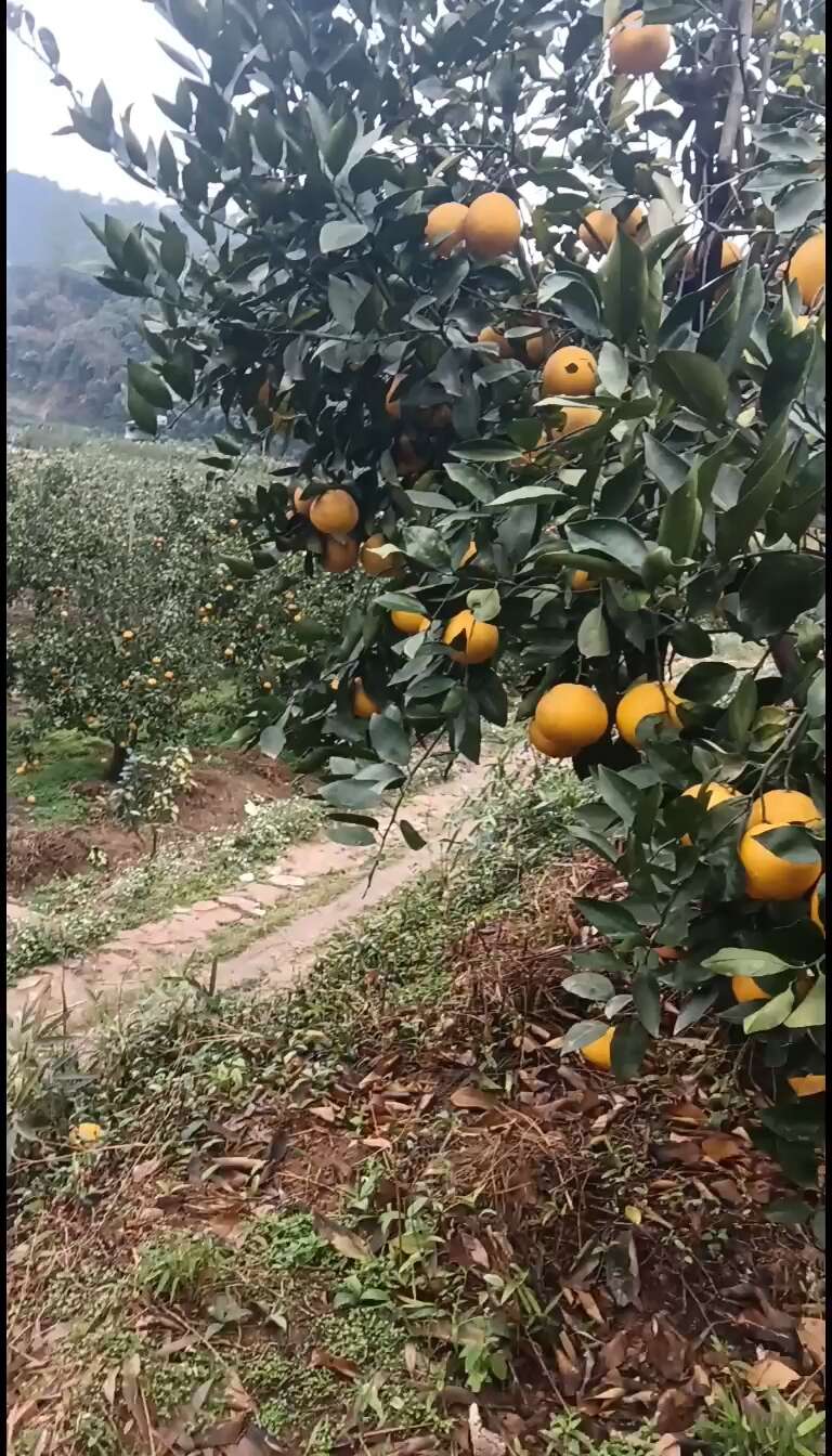 福建平和黄金葡萄柚