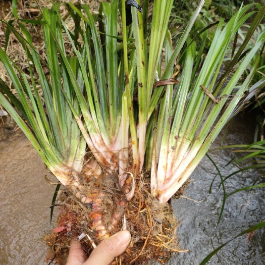 浦北县野生红心大叶石菖蒲苗