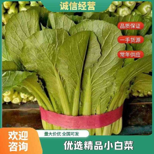 邯郸河北精品小白菜，产地直销