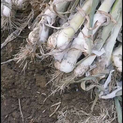 无极县现有鸡腿大葱两万多斤，有要的老板请联系，质量耿耿的，数量不多