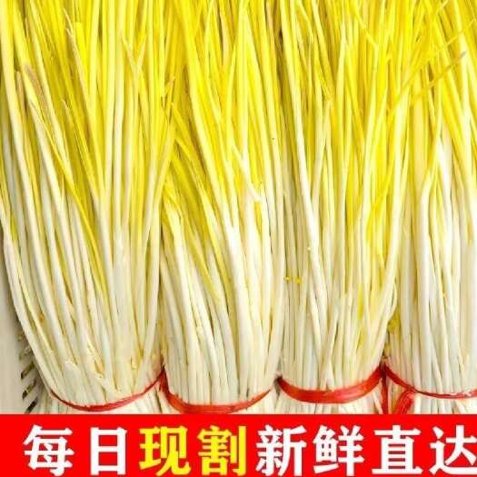 平邑县蒜黄原产地发货，量大质优，欢迎来电咨询。