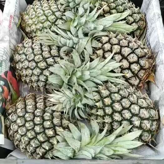 徐闻县菠萝产地批发