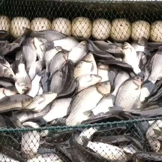 重庆市货源充足，大量出售麻鲫中科