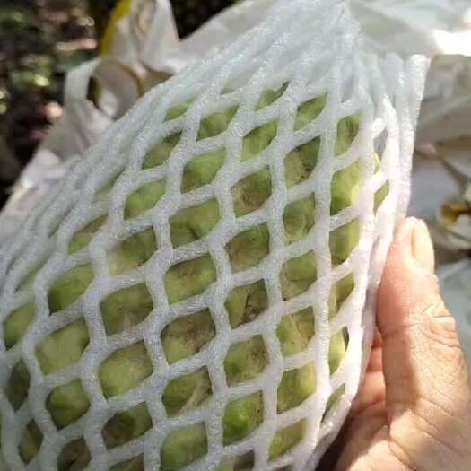 徐闻县凤梨释迦果