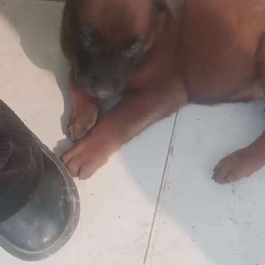 顺平县纯红马犬一针疫苗两次驱虫