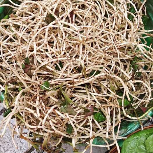 开阳县鱼腥草