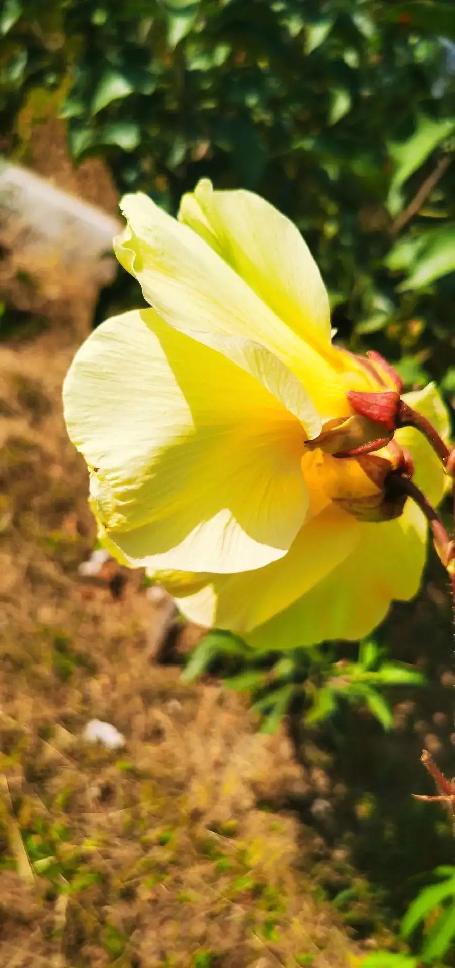 金花葵种子菜芙蓉无限开花观赏农业花卉产业观光野芙蓉黄蜀种子