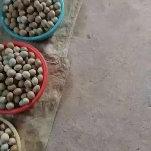 临邑县批发零售鸡蛋