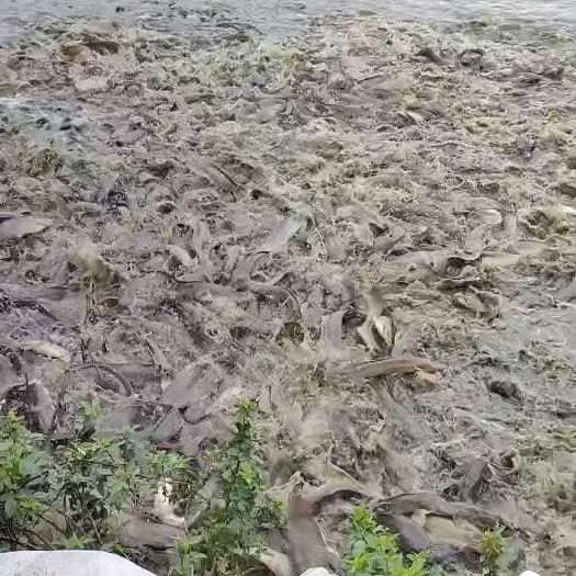 资中县胡子鲶