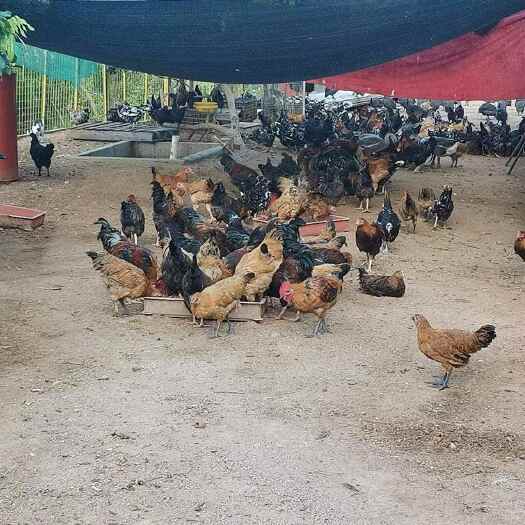 漳州散养土鸡 喂剩菜 场地龙池