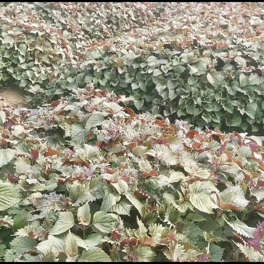 佛山紫苏叶