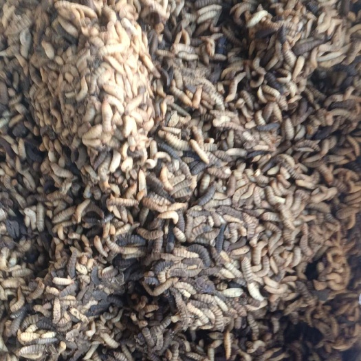 桂林黑水虻虫卵营养料，
