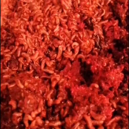 桂林黑水虻虫卵，.，