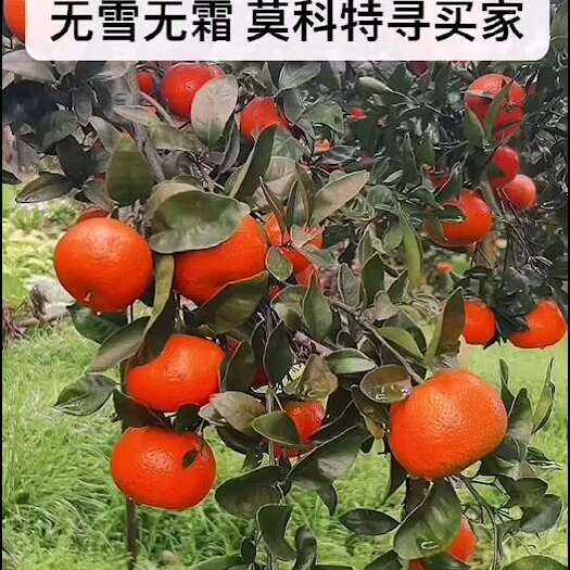 重庆市2024年优质默科特，果面光洁，红度好，个大味甜，无霜雪冻害
