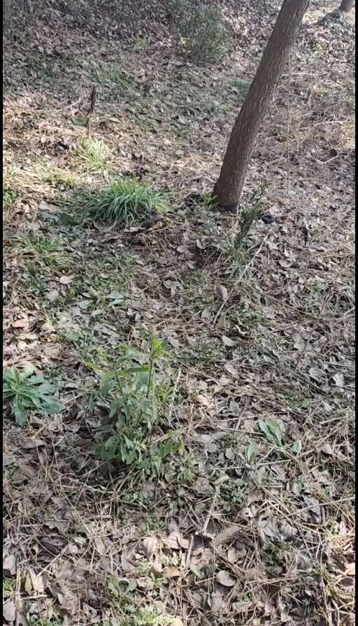 荆州小叶樟