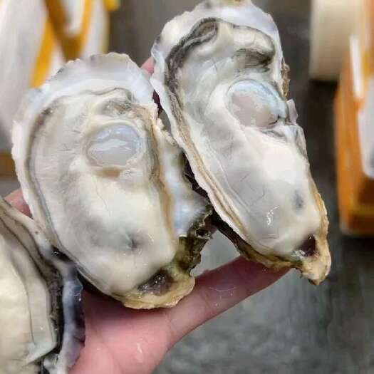 佛山2+精品乳山生蚝批发 产地直发 摆摊烧烤，餐厅，火锅店专用