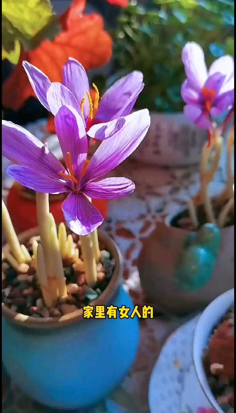 藏红花种球耐寒好养易种室内花卉植物番红花净化空气阳台庭院绿植