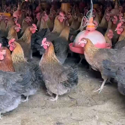 什邡市土鸡