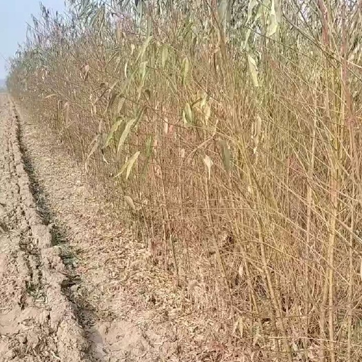 西华县大量批发桃树苗。