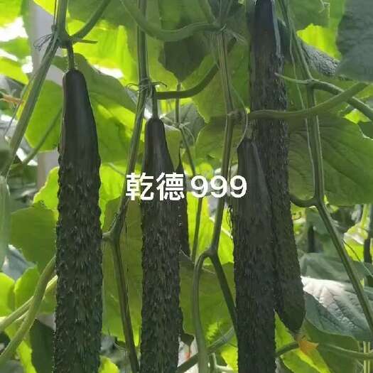 乾德999油亮密刺黄瓜种子秋延早春茬种植