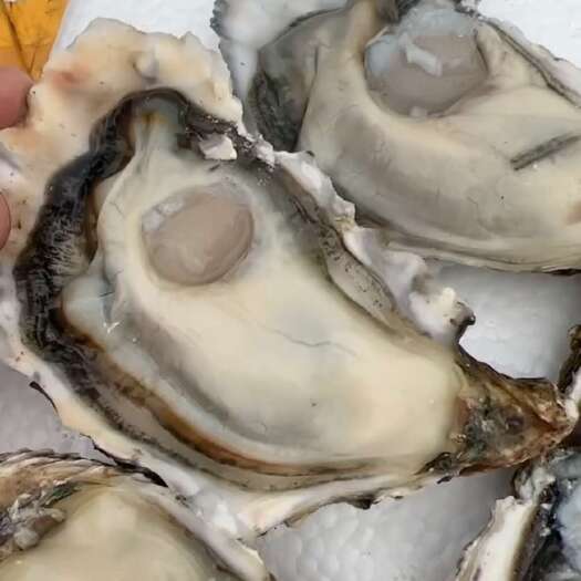 佛山2.5+乳山生蚝三倍体 批发产地直发 一件也是批发价