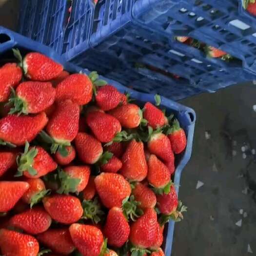 草莓大量现货出售