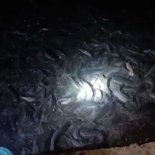 高州市埃及塘鲺，靓货，手快有，手慢无