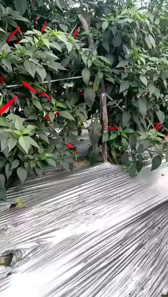 小米椒