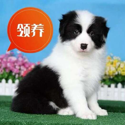 长沙县纯种边境牧羊犬 边牧。三通七白大围脖。黑白花。咖啡色。金色
