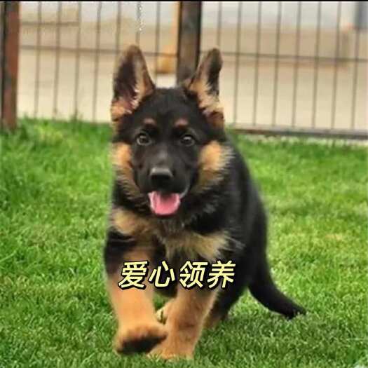 长沙县德国牧羊犬 看家护院放牧牛羊伴侣犬 工作犬 德牧牧羊犬 狗狗