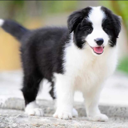 新田县精品纯种双血统边境牧羊犬活体狗狗放牧牛羊看家护院犬公母都有。