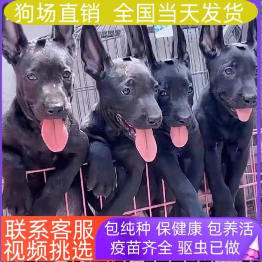 长沙县纯种豹系黑狼犬 骨架粗壮 护卫犬。纯黑短毛。疫苗驱虫已做完