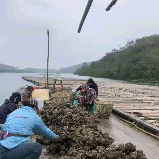 合浦县北海产地肥蚝，满口清甜，农户一手货源，物美价廉。