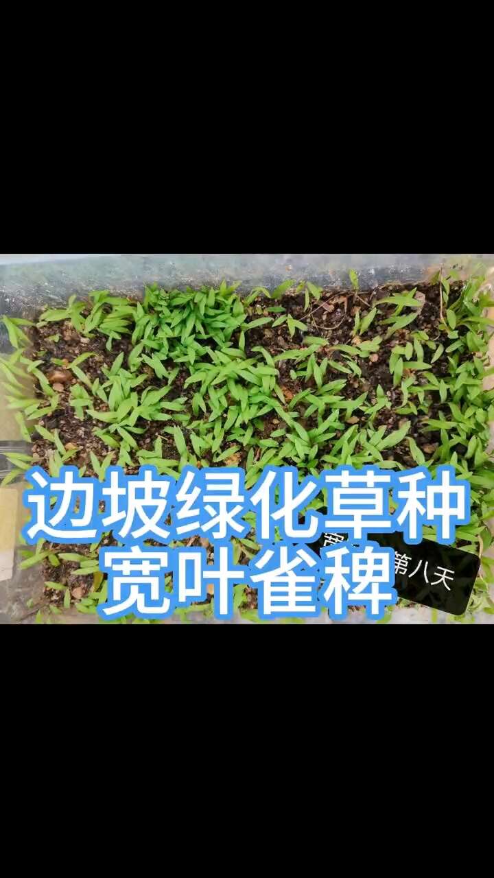 宽叶雀稗百喜草种子耐盐碱护坡固土边坡绿化耐热耐旱夏季草种籽批